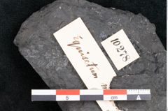 Foto (Detailansicht) von Equisetum microdon Ettingshausen (NHMW-GEO-2024-0188-10278)